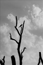 the silent of the bird,the floating of the clouds rest my mind in peace.: by mickeydoley, Views[103]