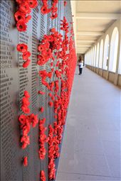 The Wall Of Poppies for the lost souls: by mickmaguire, Views[369]