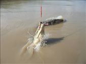 A series of images of a cruise along Australia's Adelaide River in Darwin, one w: by micosantos, Views[270]