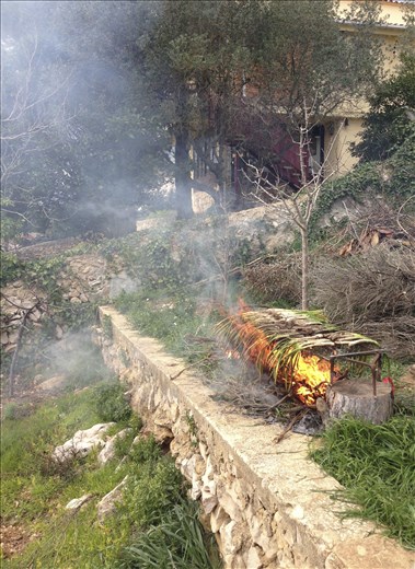 Calçots, are a type of scallion and a  typical spring delicacy in Catalonia.