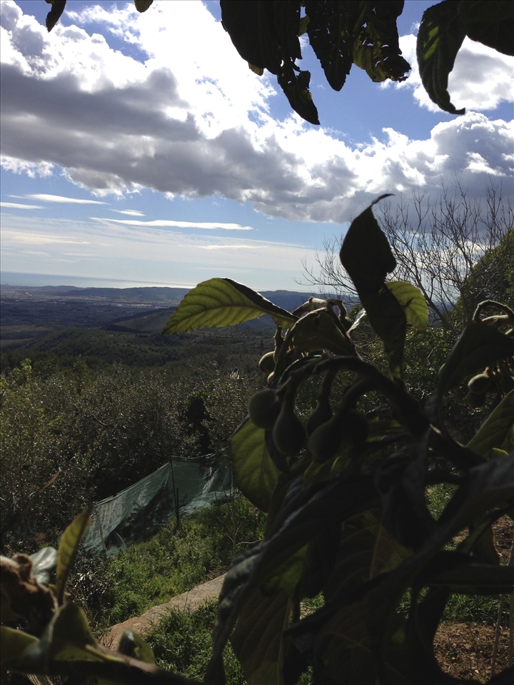 View from the Garden