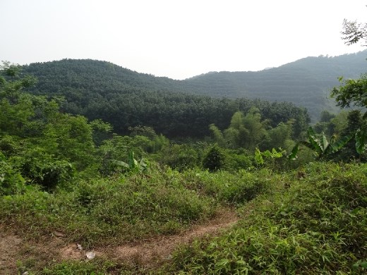 sí, sí... muy bonita la selva