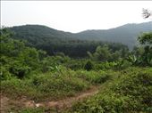 sí, sí... muy bonita la selva: by miguel_rubi, Views[236]