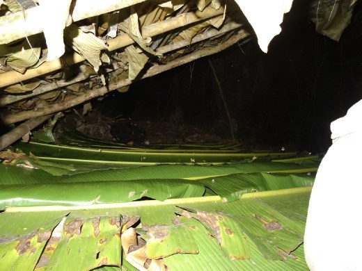 la cama... para cuatro!