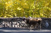 The cow is a holy animal in India. In the Spiti valley where vegetation is scarce and pastureland almost non-existent, the cows have to be extremely resilient, especially in the cold winter months. The Spitians consider the cow and extremely important animal. In this picture a cow takes a break from feasting on autumn leaves and poses for a photograph specially for me. : by mihirsuvanam, Views[463]