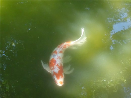 Japanese Garden San Fran