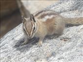 Chipmunk: by mikeccarson, Views[278]