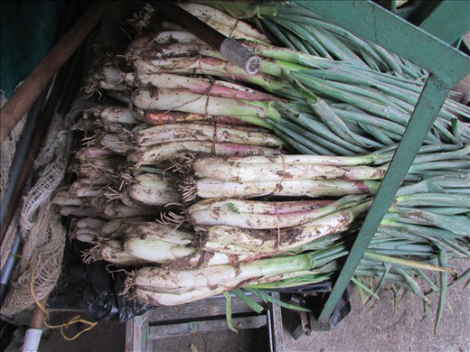 Scallions cultivated in the Andes at 12000 feet. Scallions are a critical part of the ingredients. In the highlands of Berlin, Santander, this recently unrooted ones are ready to become a part of a toothsome Mute soup.