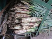 Scallions cultivated in the Andes at 12000 feet. Scallions are a critical part of the ingredients. In the highlands of Berlin, Santander, this recently unrooted ones are ready to become a part of a toothsome Mute soup.: by mikeru79, Views[601]