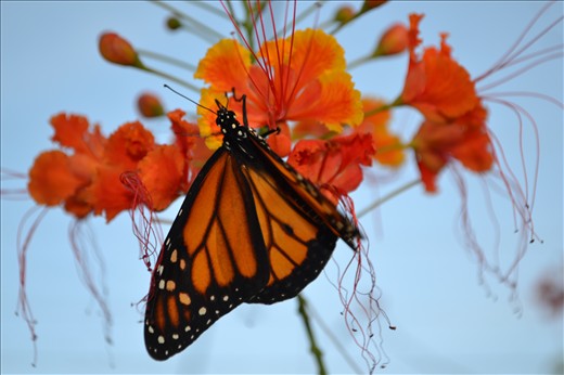 Butterfly garden: Xcaret park