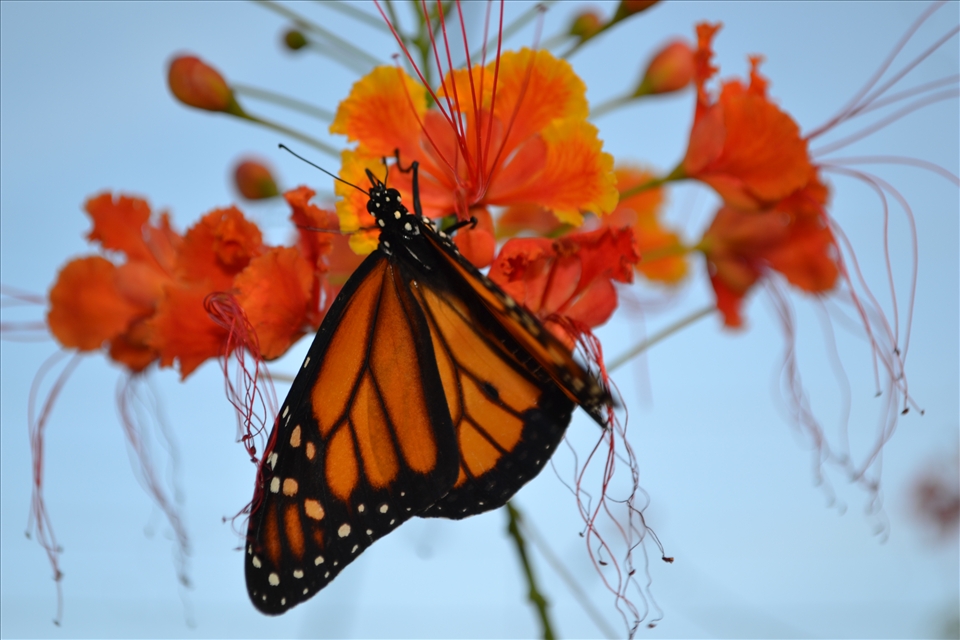 Butterfly garden: Xcaret park