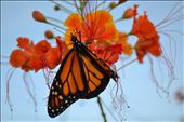 Butterfly garden: Xcaret park: by mikesbucketlist, Views[245]