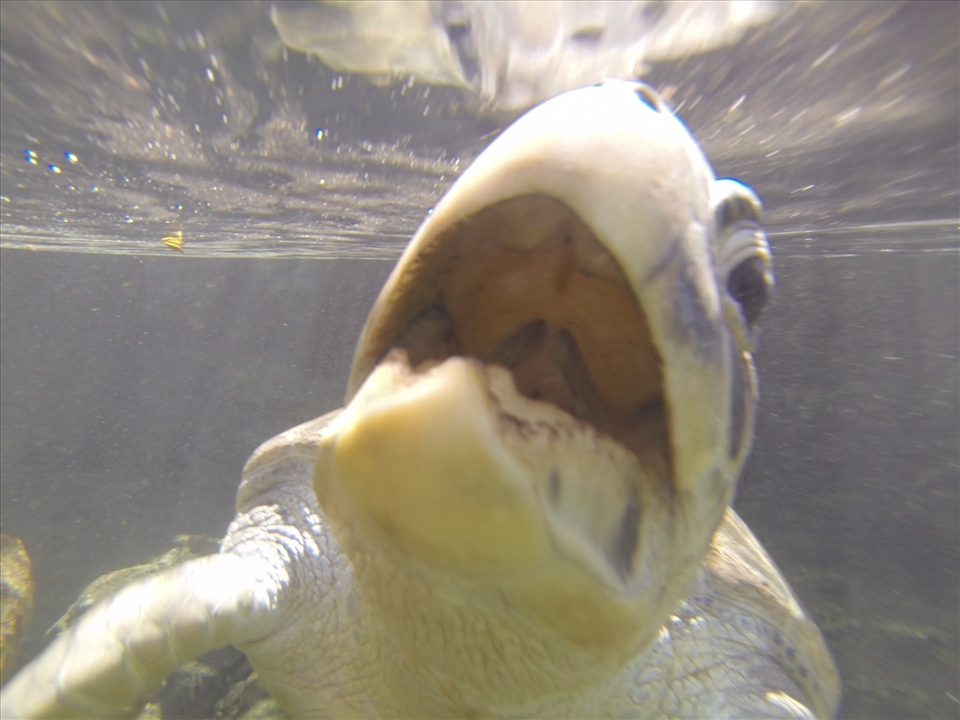 Hungry Hawkbill: Xcaret park