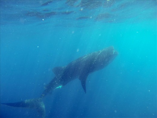 Swimming with Whale Sharks: Ocean Tours