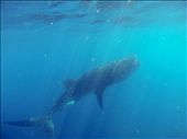 Swimming with Whale Sharks: Ocean Tours: by mikesbucketlist, Views[221]