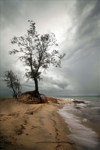 A lonely tree weathers the Sea and all nature has to through at it. Town beach or Gadalathami as it is locally known, is home to this sturdy tree. The tree roots are imbedded into the porous rock that is prevalent through out the area which is extensively mined for bauxite. 