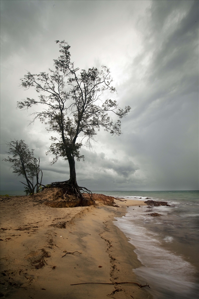 A lonely tree weathers the Sea and all nature has to through at it. Town beach or Gadalathami as it is locally known, is home to this sturdy tree. The tree roots are imbedded into the porous rock that is prevalent through out the area which is extensively mined for bauxite. 