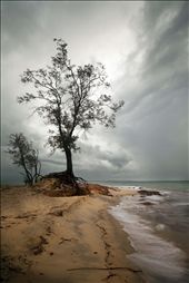 A lonely tree weathers the Sea and all nature has to through at it. Town beach or Gadalathami as it is locally known, is home to this sturdy tree. The tree roots are imbedded into the porous rock that is prevalent through out the area which is extensively mined for bauxite. : by milos, Views[788]
