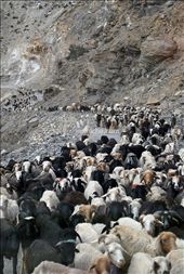 The lady beside me speaks no English nor I Spitian but through hand gestures she’s understood and accepted my offer to carry her crate of eggs on my lap, for which she shares her packet of marsala ‘twisties’. The eclectic North Indian music playing from the radio is the perfect soundtrack to the rugged rocky landscape we are rolling through. We pass a herd of goats, then a red fox darts across the road in front of us then vanishes up the mountain as quickly as it appeared.: by mimicho, Views[430]