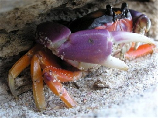 [HIDING HALLOWEEN CRAB]
Looking for iguanas on a small wildlife refuge on Panama's Azuero Peninsula (Isla Iguana), I instead found a lone, yet mesmorising Halloween crab under a rock. It was as though it was waiting for something. I was surprised later that night when the island came alive with thousands of these crabs; the beach became a moving, clicking sea of purple and orange. I was camping on the beach that night and needless to say I did not get much sleep. It was like a B grade horror movie as crabs crawled underneath, over the top of and even inside my tent. I found out later that this is a phenomenon that only occurs twice a year with these crabs on this unique refuge. It was quite the memorable experience that I won't forget in a hurry!