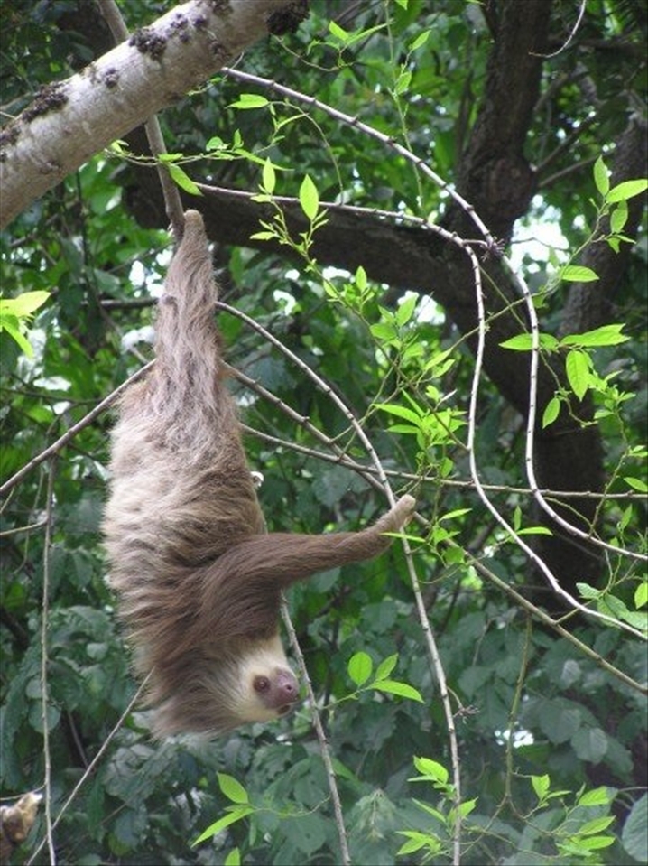 [SLOTH ACROBATICS] 
One day in Panama city I walked to a market on a forested hill, Cerro Ancon. The market was just beginning and different flavours of popular Reggaeton tunes were being blasted from tinny sound systems, seemingly from all directions. Unfortunately for a local sloth, he had overnight chosen a tree right above the central activities of the daytime market, which were encroaching on the forested area. With the realisation of human chaos beneath its tree, the sloth was desperately trying to make an escape to nearby trees without having to climb down its own tree. Unfortunately for the sloth, the nearby trees were not so nearby. In this process of escape the sloth demonstrated some magnificent displays of acrobatics (and energy!) that I did not realise were possible for a sloth. It was fascinating to see the fluid, yet also awkward movements of such a strange creature. But it left me with a heavy feeling of guilt (and helplessness) as I watched this sloth's distress. I am pleased to say that eventually the sloth's efforts were rewarded and he safely made it to the arms of nearby branches, where he clambered away more quickly than I've ever seen a sloth do so.