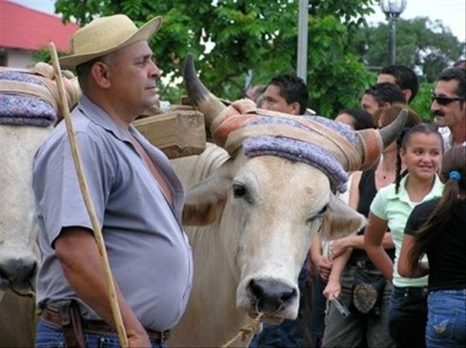 [CALM AMIDST CHAOS]
While visiting a small town, Pedasi for the Santa Catalina festival, the town came alive with rich colours, sounds and excitement for one its biggest events. Like many other festivals in Panama, much of this excitement is fuelled by a lot of drinking of home made alcohol. Towards the end of the day there was much stumbling and confusion by many. When I asked to take a photo of this man he kindly let me do so and impressively took a very composed, calm stature despite the cacophony of excitement around him. However, he did not look at the camera. Instead his also very calm cow looked straight into the lense - somewhat knowingly.