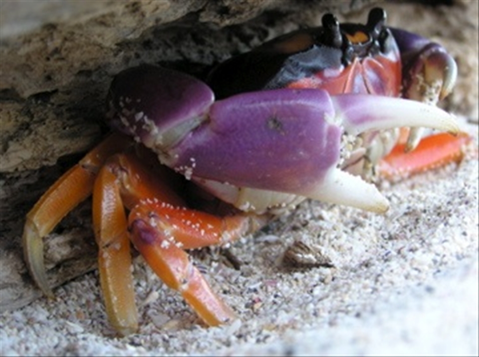 [HIDING HALLOWEEN CRAB]
Looking for iguanas on a small wildlife refuge on Panama's Azuero Peninsula (Isla Iguana), I instead found a lone, yet mesmorising Halloween crab under a rock. It was as though it was waiting for something. I was surprised later that night when the island came alive with thousands of these crabs; the beach became a moving, clicking sea of purple and orange. I was camping on the beach that night and needless to say I did not get much sleep. It was like a B grade horror movie as crabs crawled underneath, over the top of and even inside my tent. I found out later that this is a phenomenon that only occurs twice a year with these crabs on this unique refuge. It was quite the memorable experience that I won't forget in a hurry!