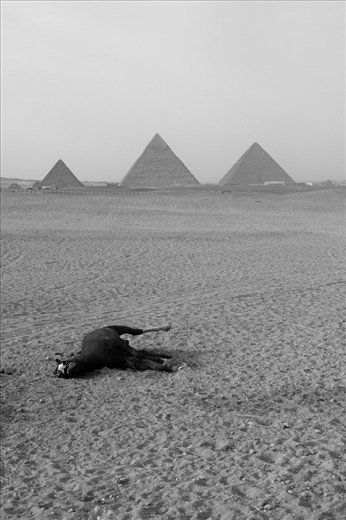 This dehydrated horse was left in the desert where it collapsed.