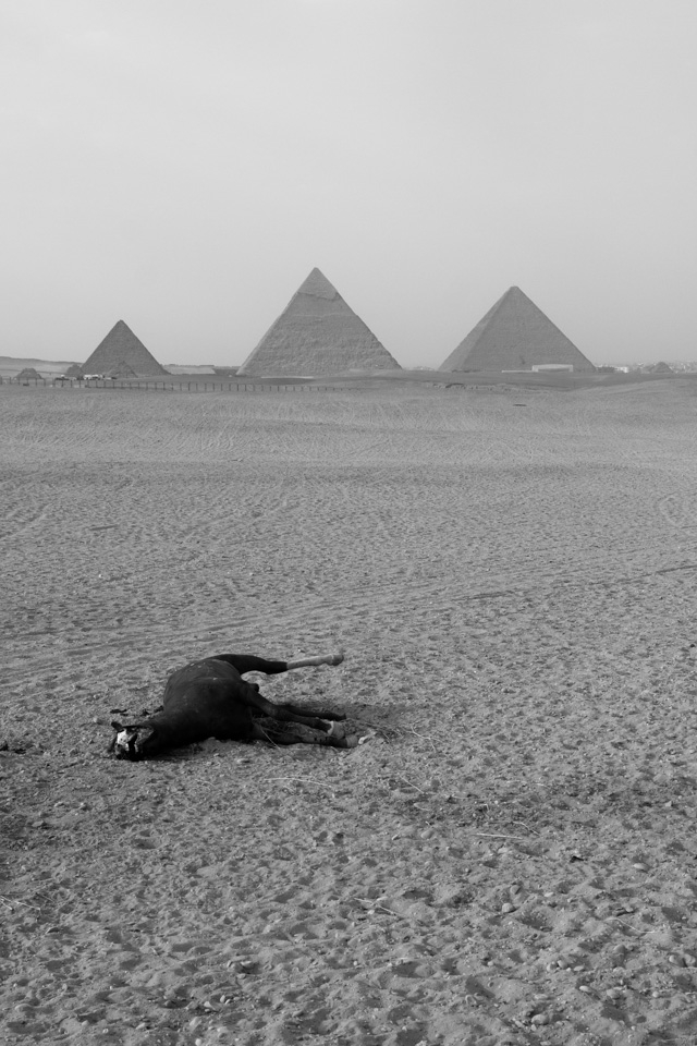 This dehydrated horse was left in the desert where it collapsed.