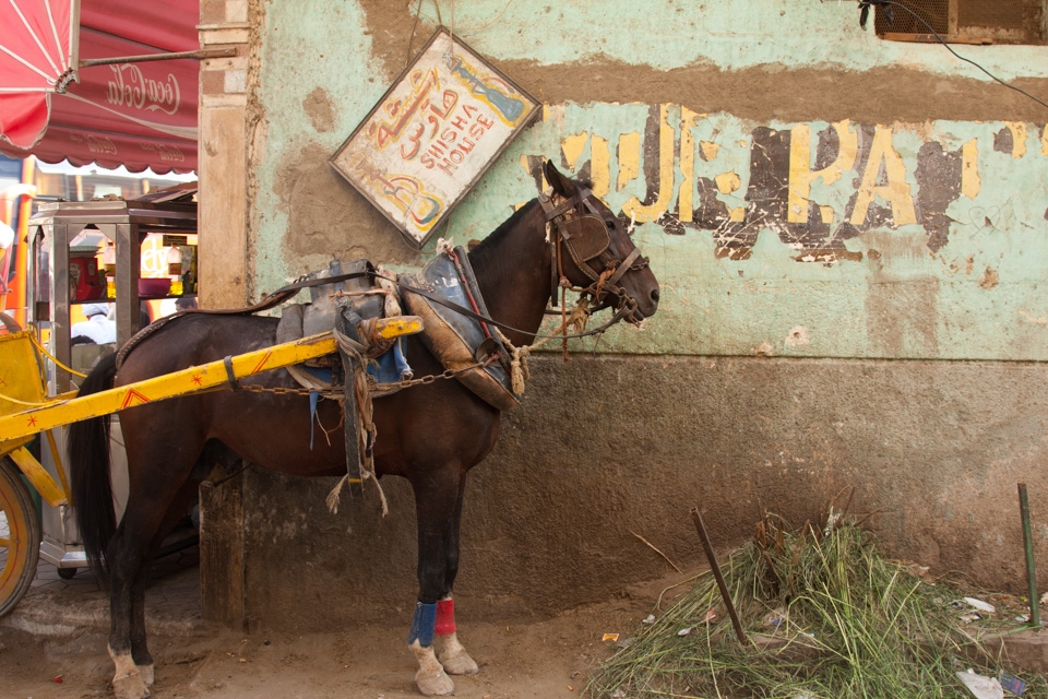 A horse rests in the shade waiting for tourists.