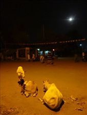 by mirandita, Views[392]