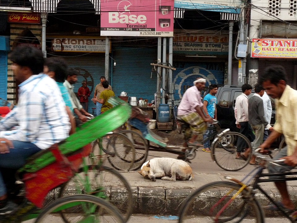 It's a dog's life - A street dog sleeps on the divider of an Old Delhi street. The scene is symbolic of people's apathy towards stray animals. Street dogs have a life of loneliness and hardships, have to beg and fight for food, are traumatized by frequent fights amongst them, heavy traffic and people's often cruel and harsh behaviour. Most of them are scarred for life.