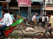 It's a dog's life - A street dog sleeps on the divider of an Old Delhi street. The scene is symbolic of people's apathy towards stray animals. Street dogs have a life of loneliness and hardships, have to beg and fight for food, are traumatized by frequent fights amongst them, heavy traffic and people's often cruel and harsh behaviour. Most of them are scarred for life.: by mirror, Views[1371]