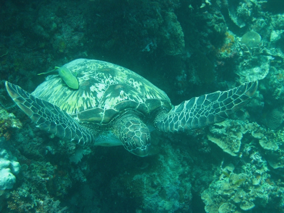 The locals.

A few metres off shore is a long stretch of coral wall covered in colourful corals of differents shapes and sizes. Long blue tubes that spat out warm water, large flat corals with tufts of bright orange and green sea anemone where tropical fish would hide and occassionally peek out when their curiosity got the better of them. But the most amazing thing I saw were the sea turtles. These grand old creatures sitting amongst the coral wall or swimming out to the open waters; sort of like the birds of the sea as they slowly flap their limbs. All this only a few metres off the shore. 