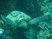 The locals.

A few metres off shore is a long stretch of coral wall covered in colourful corals of differents shapes and sizes. Long blue tubes that spat out warm water, large flat corals with tufts of bright orange and green sea anemone where tropical fish would hide and occassionally peek out when their curiosity got the better of them. But the most amazing thing I saw were the sea turtles. These grand old creatures sitting amongst the coral wall or swimming out to the open waters; sort of like the birds of the sea as they slowly flap their limbs. All this only a few metres off the shore. : by mishc, Views[705]