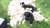 Sheep dogs rolling around in fleece: by missiontraveler, Views[161]