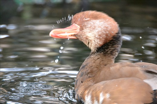 Pochard cleaning its bill. A native to Valencia, it lives in the local aquarium.