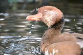 Pochard cleaning its bill. A native to Valencia, it lives in the local aquarium.: by missmygind, Views[265]