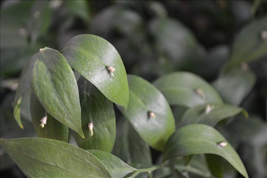 A Horse Tongue growing in the Plaça de la Sagrada Familia, Spain.