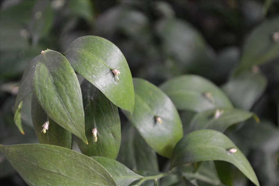 A Horse Tongue growing in the Plaça de la Sagrada Familia, Spain.