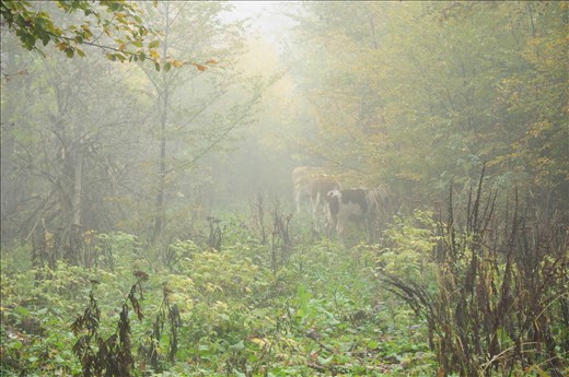 This vast, unpopulated space , a dynamic interplay of limestone rocks  lures us whit its lush meadows and forests , canyons , scenic views , landscapes that are continuously transforming before our eyes as we leave the kilometers behind.