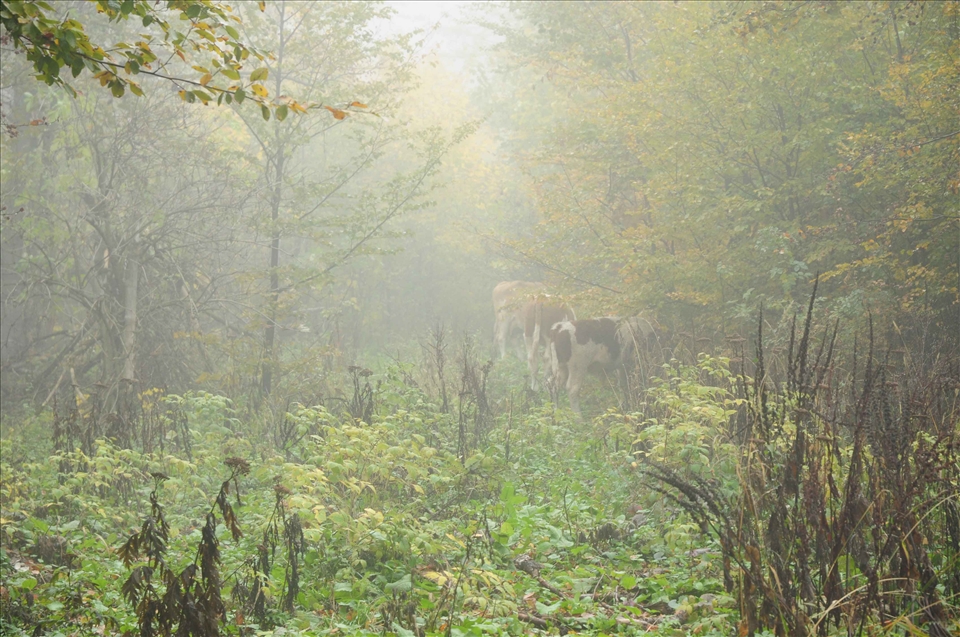 This vast, unpopulated space , a dynamic interplay of limestone rocks  lures us whit its lush meadows and forests , canyons , scenic views , landscapes that are continuously transforming before our eyes as we leave the kilometers behind.