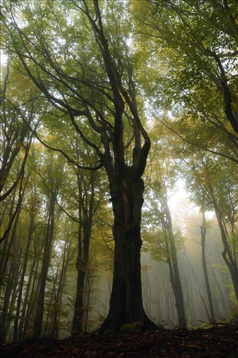 Enchanted forest wrapped in mist spreads miles around the monastery hiding it from the rest of the world. Silence spreads all over the place making you feel like you walk trough the dreams of nature.