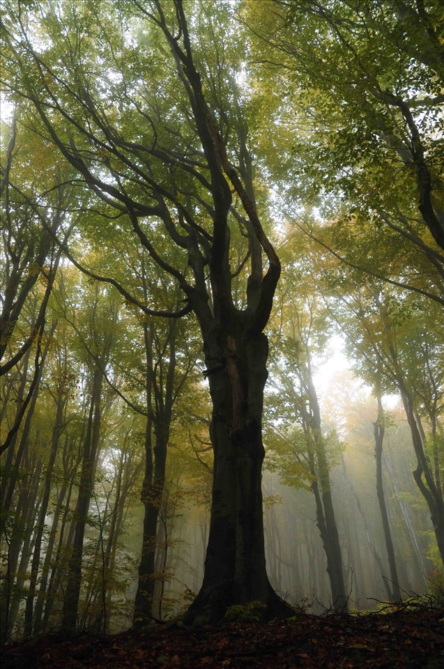 Enchanted forest wrapped in mist spreads miles around the monastery hiding it from the rest of the world. Silence spreads all over the place making you feel like you walk trough the dreams of nature.