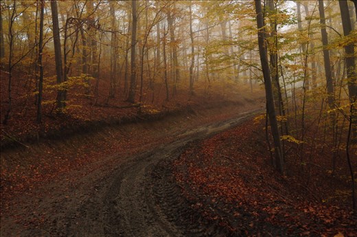 A path to the monastery in Kucaj mountains that took my breath away, the color of the forest was changing every few hundred meters, giving you the feeling you stepped into a new world.