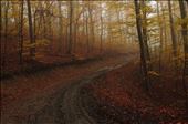 A path to the monastery in Kucaj mountains that took my breath away, the color of the forest was changing every few hundred meters, giving you the feeling you stepped into a new world.: by mistic, Views[295]