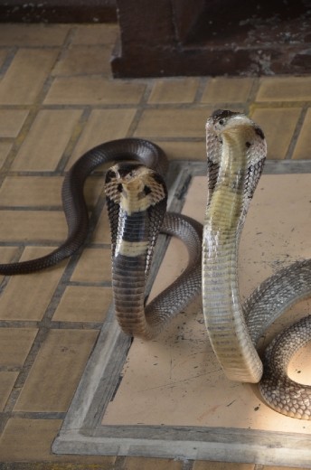 Siamese Cobra