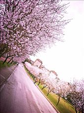 by miteku-ayene, Views[173]