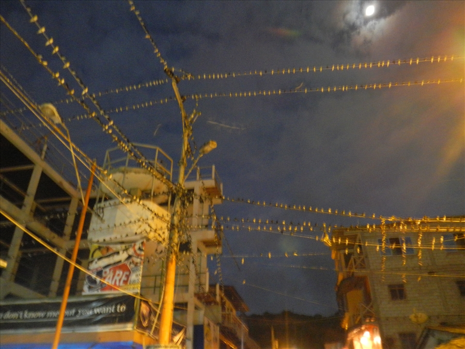 Powerful birds nest in Ecuador.