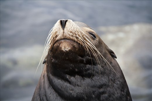 Here's lookin' at you - Whilst I was walking towards the Coast Guard Pier in Monterey, there was this Sea Lion casually sunbathing on his own. He was trying to ignore me but he was still keeping an eye on me! 